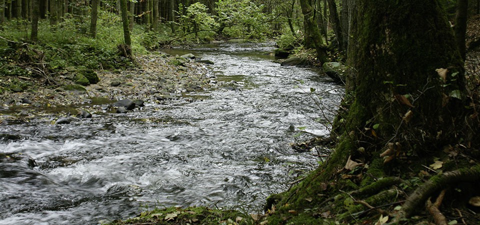 bachlauf